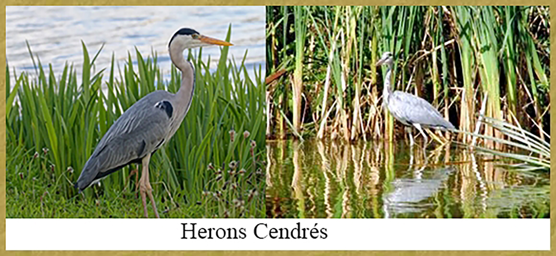 Hérons Cendrés - 